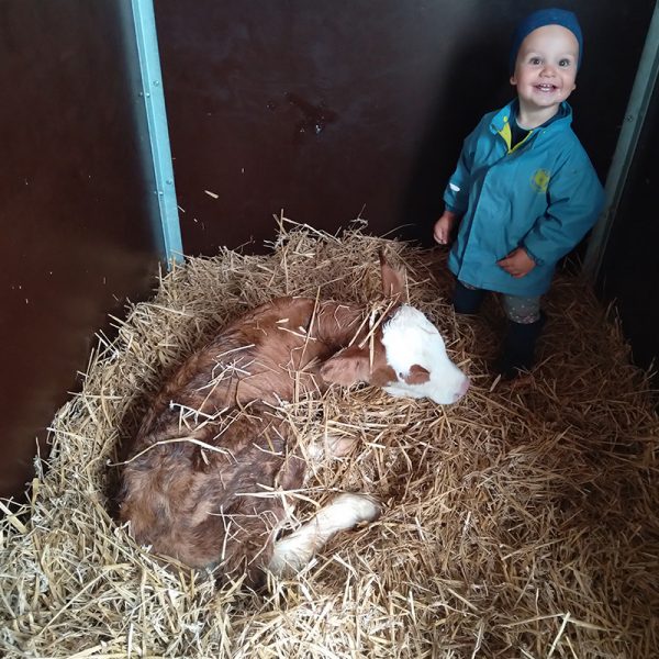 Frisch geborenes Kalb