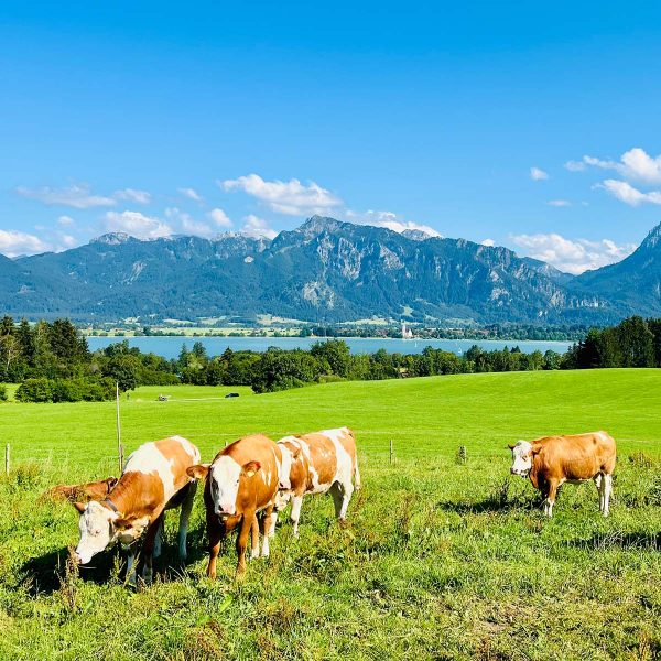 Jungvieh auf Allgäuer Weide