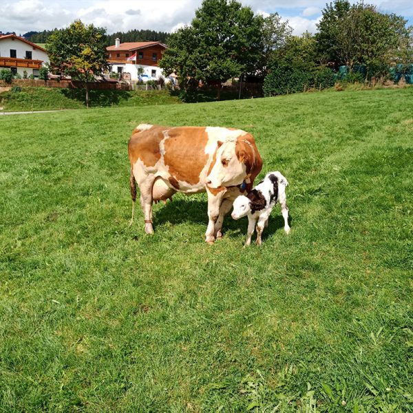 Kuh mit ihrem Kalb