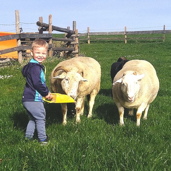 Schafe werden gefüttert